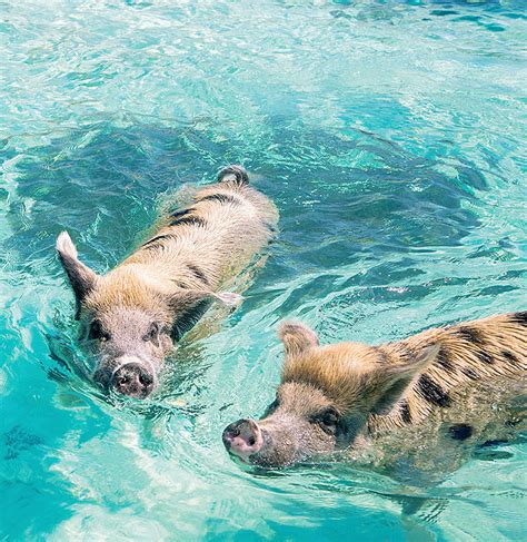 carnival swimming with pigs|Swimming with Pigs in the Bahamas: What to Expect